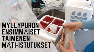 Ylöjärven Myllypuron taimenen mätirasiaistutus 2015