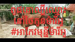 គោពូជល្បីនៅថៃកូនម៉ារីអូ#អាកែវមុន្នីម៉ារីអូ #MATHSALY