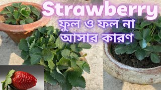 Strawberry ফুল ও ফল না আসার কারণ !!!