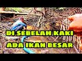 BANJIR IKAN DI LUBUK SUNGAI  MENIKUNG