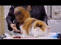 CFA International Cat Show 2018 - Persian kitten class judging - BiColors.2