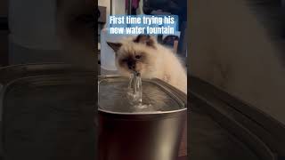 Have you bought this for your cat? #kittenvideos #catcontent #kittens #kittypets #catwaterfountain