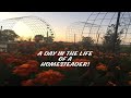 A Day in the Life of a Homesteader | Collaboration