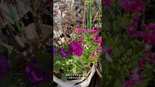 【HD動画】2025年1月7日  冬の花が咲いています。 #flowers #garden #癒し#自然 #naturelovers #薔薇は美しく散る #ばらの花 #rosegarden