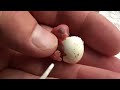 The Smallest Parrot you have ever seen - Tiny egg rescue