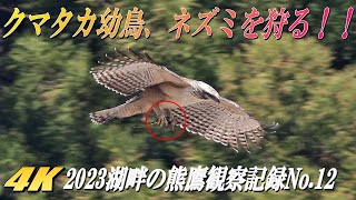 【狩りに成功するクマタカの幼鳥】2023年湖畔のクマタカ観察記録No.12