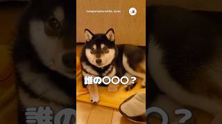 すごい音がした…｜PECO #黒柴 #柴犬 #柴犬のいる暮らし #柴犬大好き #shiba #shibainu #shibainulife #shibainulove