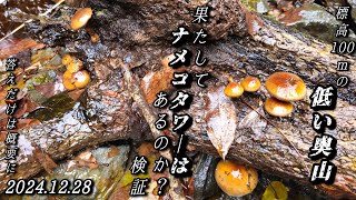 奥山でも低山。果たして標高100mでナメコタワーはあるのか？答えは概要説明欄に！