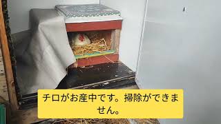 【鶏日記】(悲報) ワクモに侵されたムコタ#にわとりこ #にわとり #coq #hens #hens #poules #ニワトリ #雄鶏 #鶏 #鶏日記 #卵 #庭#ワクモ#poux rouge