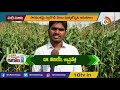 ర‌బీ మొక్క‌జొన్న సాగు సూచ‌న‌లు maize farming corn information detailed guide matti manishi