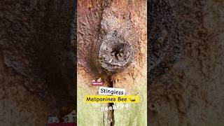 Meliponines Beehive Stingless bees #travel #tropical #animals #flowers #plants #gardening #shorts