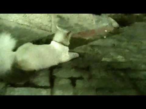 White Cat Breeds With Yellow Eyes White Cat Breeds With Yellow Eyes