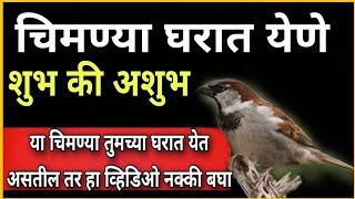 घरात येणाऱ्या चिमण्या कोणते संकेत देतात |  Birds घरात येणे शुभ असते की अशुभ  @user-bhaktitarang