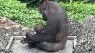 お姉ちゃんが好きなスモモちゃん【2023年6月22日】【上野動物園】ゴリラ