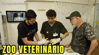 ZOO VETERINÁRIO  (PARTE 1)