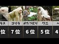 カッコいいアルビノ生物【ランキング】