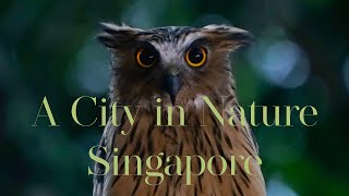 A City in Nature, Singapore | JD WILD PRODUCTIONS