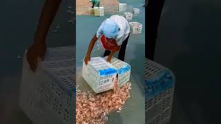 This worker's amazing skill when packing dried shrimp #shorts