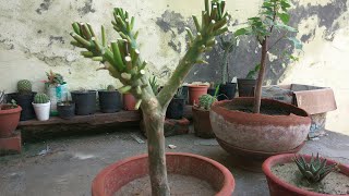 how to grow champa from cutting | Plumeria | Gulchin || चम्पा की कटींग लगाना सीखे how to grow champa from cutting | Plumeria | Gulchin || चम्पा की कटींग लगाना सीखे