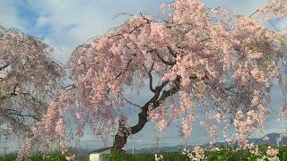 Japan Weeping Sakura at Kitakata, Fukushima 2024