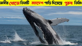 সঙ্গীর খোঁজে তিনটি মহাদেশ পাড়ি দিয়েছেন পুরুষ তিমি||