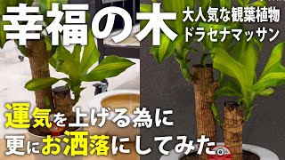 運気アップ『幸福の木』もっと運気を呼び込む為に更にお洒落に植え替えました #観葉植物 #観葉植物インテリア #観葉植物のある暮らし #ドラセナ #運気 #運気アップ #風水