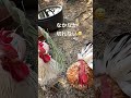 わらに寄ってくるにわとりたち　roosters gathering on the straw ニワトリ チャボ ペット backyardchickens funnyanimal 癒し