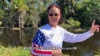 小崔的妈妈带大家看佛州路边的鳄鱼和农场 最后有农场肉类的物价