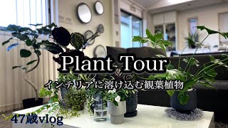 【PLANT  TOUR】部屋がオシャレになる観葉植物/癒しの空間作り