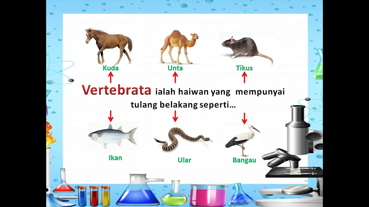 Sains Tahun 4 Haiwan Vertebrata Dan Invertebrata - YouTube