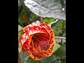 Pruning Abutilon or Flowering Maple