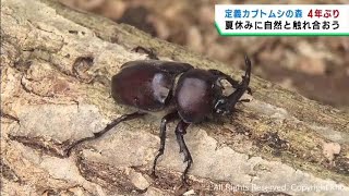 カブトムシの森が４年ぶりに復活　仙台・青葉区