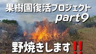 果樹園復活プロジェクト　part 9　野焼きします‼️　　【果樹園整備】