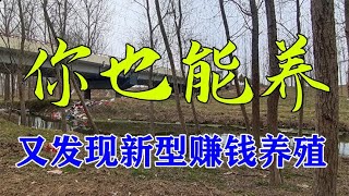 亩产8500斤，1斤卖45元，年到手50多万，有荒地就能干，值得关注