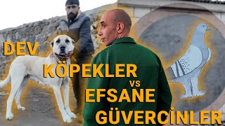 Bir Yanda Dev Çoban Köpekleri Diğer Yanda Efsane Güvercinler - Cem İldiz Kümes Ziyareti