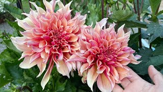 My Beautiful Dahlia Collection!