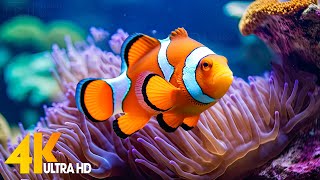 Aquarium 4K VIDEO (ULTRA HD) 🐠 Beautiful Coral Reef Fish - Relaxing Sleep Meditation Music #92