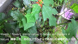 雑草・花、花の土プランターで自生した植物たち＃自然　Weeds / flowers, plants native to flower soil planters # Nature