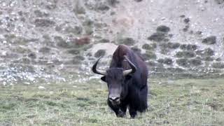 Wild yak in Nepal #Humla Limi valley