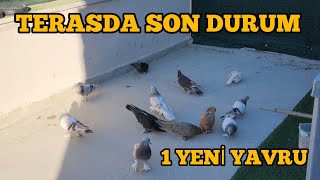 Teras Kümesimizde Son Durumumuz Güvercinler Yumurtlamaya Başladı 1 de Yavrumuz Var