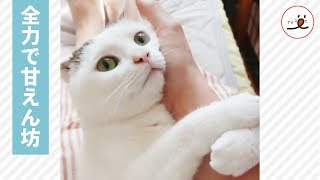 大好きな飼い主さんの愛情を独占したい甘えん坊なニャンコ😻💓【PECO TV】