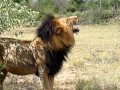 Lion Flemming.MOV