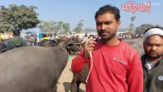 Madhiyai Pashu Mandi | Bakdi bhes | Murra Buffalo | Katiya Mela | Meerut Peth | Hariyana Bhens | New