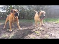 Boerboels attacking Lions