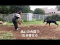 フレキシ 伸縮リードを有効活用！犬の基礎トレーニング１＜待て・来い＞