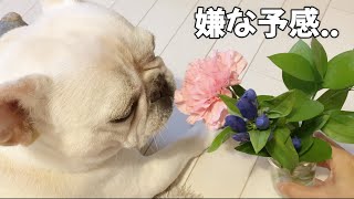 またひとつ出来物が..嫌な予感【フレンチブルドッグ frenchbulldog】