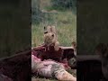 4 lions cubs Feasting on Giraffe kill