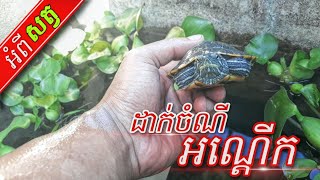 ដាក់ចំណី អោយកូនអណ្ដើក / Feed the turtles From Cmabodia by CHAN BORY