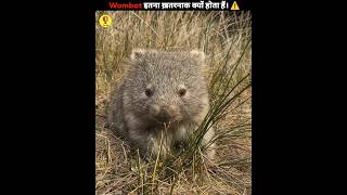 How is Wombat so dangerous? ⚠️