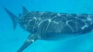 野生の生ジンベイザメに遭遇！セブ島 オスロブ  Oslob Cebu Philippine Whale Shark Watching